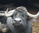 foto animali della fattoria,fattoria didattica:bufale-anche le bufale come le mucche fanno del buon latte,i piccoli si chiamano annutoli,il toro bufalo.Nella fattoria didattica tanto buon latte fresco appena munto