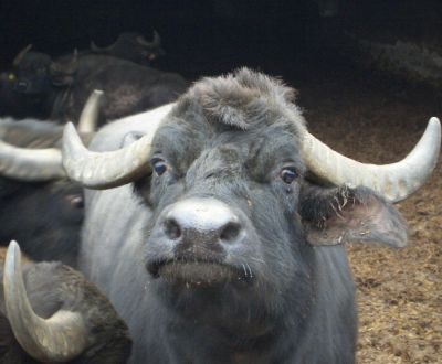 foto animali della fattoriafattoria didatticabuf