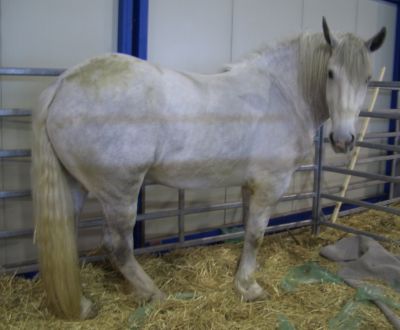 foto animali della fattoriafattorie didatticheca