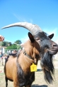 foto animali della fattoria-fattorie didattiche:capra-le capre di razza camosciata sono molto numerose in provincia di varese,con il loro latte si produce un ottimo formaggio.Beviamo latte fresco appena munto nelle fattorie didattiche della provincia di v