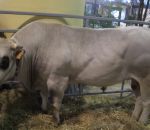 foto animali della fattoria.fattoria didattica:toro-toro di razza piemonte,la piemontese è una razza da carne.Le fattorie didattiche della provincia di Varese producono dell'ottimo latte fresco appena munto