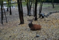 animali selvatici della fattoria didattica..il cervo dalle lunghe corna nel bosco..fattoria didattica in lombardia..scuole in fattoria..