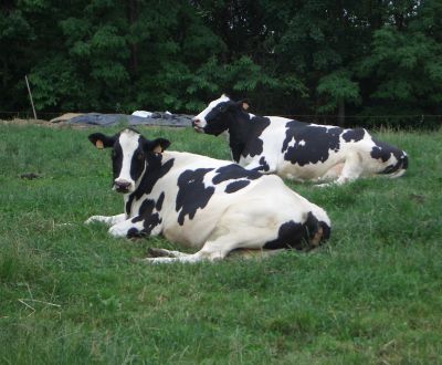 Immagini di Mucche tori e  vitellini