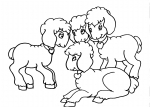 disegni animali della fattoria da colorare:agnello-gli agnelli sono i piccoli della pecora,pecora,agnello,latte,agriturismo,animali fattoria,distributori latte crudo,disegno da colorare pecora,foto animali nella fattoria,fattorie didattiche,latte..latte..