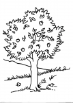 disegni animali della fattoria da colorare:albero con frutti-le piante oltre a produrre ossigeno ci forniscono tanti frutti che troveremo  sulle nostre tavole,agriturismi in provincia di varese,prodotti tipici varesini,disegno pianta da colorare