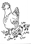 disegni gallina della fattoria:gallina-gallo-pulcino:la mamma dei pulcini si chiama chioccia e non lascia mai soli i pulcini,disegno galletto da colorare..disegno gallinella da colorare..pulcino da colorare