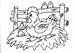 disegni animali da colorare:gallo-gallina-pollo-pulcino:i pulcini nascono dalle uova perchè sono uccelli,disegno gallo da colorare..disegno gallina da colorare..pulcino da colorare..chioccia da colorare