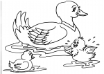 disegni animali da colorare:anatra,papera,paperelle,agriturismi in provincia di varese,prodotti tipici varesini,fattoria animali disegno oca da colorare,fattorie didattiche in provincia di varese,disegno anatra..gallina..gallo..oca..