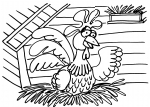 disegni animali della fattoria  da colorare:gallina,gallo,pollastra,pulcino-disegno pulcino da colorare in fattoria didattica..disegno gallo nel pollaio da colorare...disegno pulcino con uovo da colorare..disegno pollo da colorare..pollastra da colorare