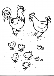 disegni animali della fattoria da colorare:gallo,gallina,pulcini-disegno da colorare di pulcino in fattoria didattica..disegno gallo nel pollaio in fattoria da colorare..disegno galline nell'aia della fattoria da colorare..pulcino...faraona..