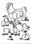 disegni animali da colorare:gallina,gallo,pulcino..disegno pulcino da colorare in fattoria didattica..disegno gallina chioccia da colorare con pulcini..animali da cortile da colorare..uovo di tacchino da colorare