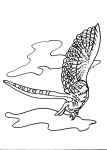 disegno falco da colorarefalcodisegno da colora