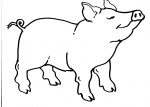 disegni animali della fattoria da colorare maiale,la mamma dei maialini si chiama scrofa mentre il papà dei maialini si chiama verro da colorare..disegno porcellini da colorare..disegno porcello da colorare..scrofa