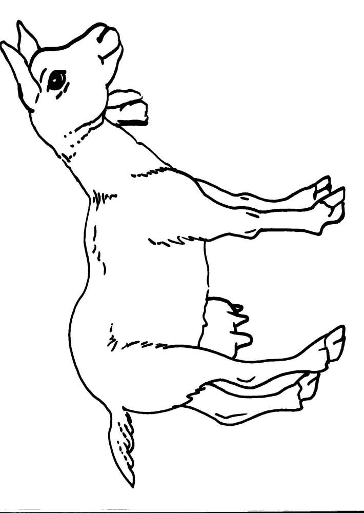 disegni animali in fattoria da colorarecapradis