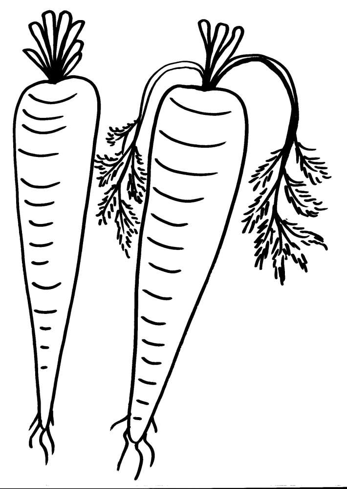 disegni per bambini da colorarecarota nellorto 