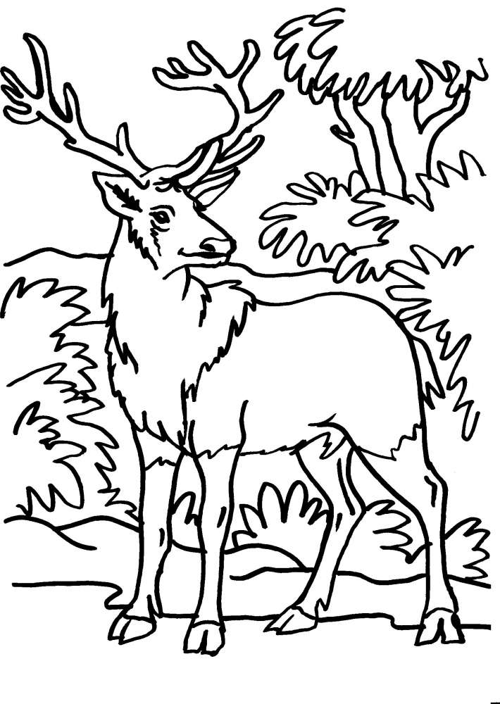Disegni Da Colorare Di Animali Della Foresta Del Bosco Disegni Da Colorare Di Animali Della Foresta Del Bosco