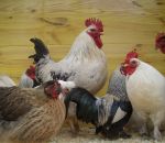 foto animali della fattoria,fattorie didattiche in provincia di varese:gallo,gallina,americanelle,il gallo al centro del pollaio lo si riconosce per la lunga cresta rossa.didattica per bambini in fattoria,disegni da colorare per bambini di animali in fatt