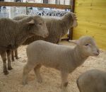 immagini animali della fattoria,agnello,pecora:gli animali della fattoria sono stati portati a Roma per la benedizione di S.Antonio Abate,in Piazza S.Pietro a Roma.didattica per bambini in fattoria,disegni da colorare per bambini di animali in fattoria di