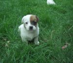 foto animali della fattoria:cane-cagnolino,il cane è il miglior amico dell'uomo,anche i cani vivono nelle fattorie,fattorie didattiche in provincia di varese,prodotti tipici varesini,immagini animali fattoria,didattica in fattoria