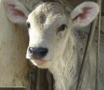 foto animali della fattoria,fattorie didattiche:vitello-vitellino appena nato di razza bruna alpina,razza bruna vive in montagna,di sola bruna,formaggio fresco con latte delle brune alpine,formaggio stagionato con latte di sola bruna,ricotta di latte 