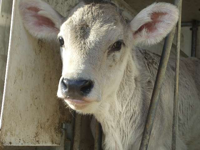 foto animali della fattoriafattorie didattichevi