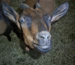 agriturismo ca del monte, agriturismi in provincia di varese, formaggella del luinese, formaggio di capra, capre, latte,prodotti tipici varesini,didattica per bambini in fattoria didattica,disegni per bambini da colorare di animali in fattoria