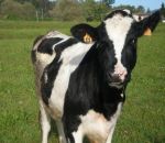 foto animali della fattoria,gli animali della fattoria vivono liberi nei prati producono tanto buon latte fresco che compriamo al distributore di latte crudo,con il latte facciamo del formaggio fresco o formaggio stagionato