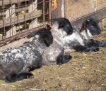 foto animali della fattoria,agnelli,agnellini che riposano,la mamma dell'agnello è la pecora,fattorie didattiche in provincia di varese,disegni animali da colorare per bambini,latte,prodotti tipici varesini