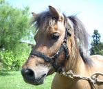 foto di animali della fattoria,fattorie didattiche:maiale,cavallo,puledro-stallone-cavallail cavallo ha una lunga coda,il cavallo salta gli ostacoli,il puledrino è il piccolo del cavallo,bisogna bere il latte fresco appena munto,fattorie didattiche