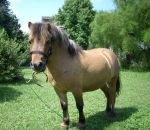 foto di animali della fattoria,fattorie didattiche:maiale,cavallo,puledro-stallone-cavallail cavallo ha una lunga coda,il cavallo salta gli ostacoli,il puledrino è il piccolo del cavallo,bisogna bere il latte fresco appena munto,fattorie didattiche