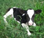 foto animali della fattoria,fattorie didattiche:vitello-un vitellino razza frisona italiana da grande diventerà una  mucca che farà del buon latte fresco. bere latte fresco appena munto nella fattoria didattica,agriturismi in provincia di varese,fattoria